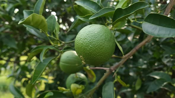 Unripe green oranges on branches close up