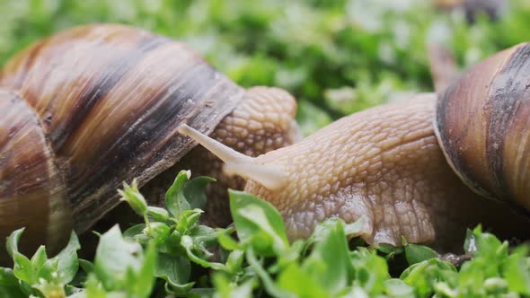 Snail Gliding on the Wet Grass Texture