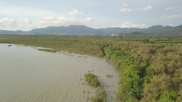 Drone shot of mangrove forest