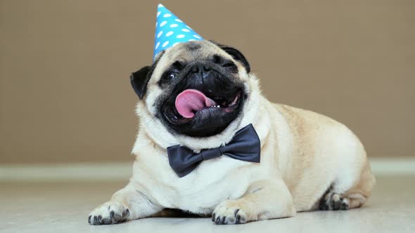 Cute Funny Pug Dog with Party Hat and and Bow Tie Ready To Celebrate the Holidays