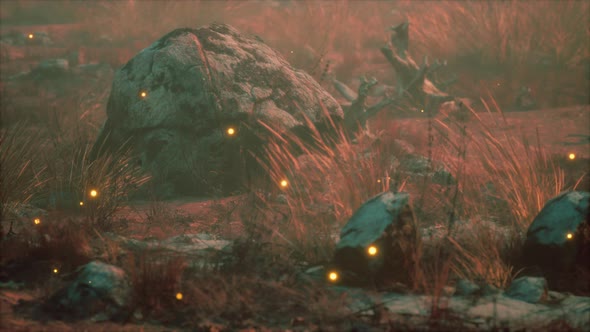 Fireflies Above Dry Grass and Stones at Sunset