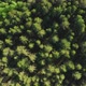 Coniferous Forest Summer Sunset Aerial Drone - VideoHive Item for Sale