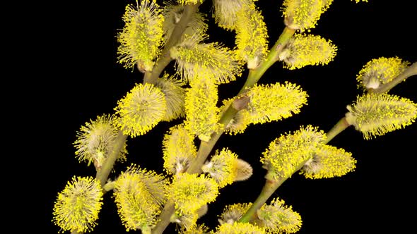 Spring Willow Opening Yellow Fluffy Buds