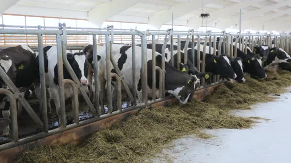 Feeding Cows on Diary Farm