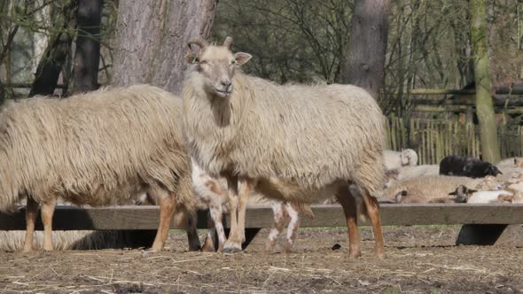 Sheep and Lambs in spring season, new life