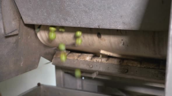 olives falling in crusher- making olive oil- mediterranean tradition-