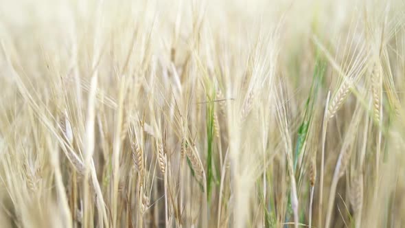 Golden ears of wheat on the field.