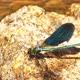 Damsel Fly Metalic002 - VideoHive Item for Sale