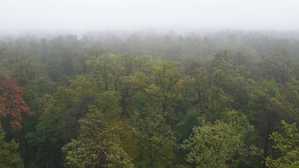 Forest in Fog in Rainy Autumn Weather. Ukraine. Aerial View, Slow Motion