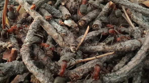 Wild Ant Hill in the Forest Super Macro Closeup Shot