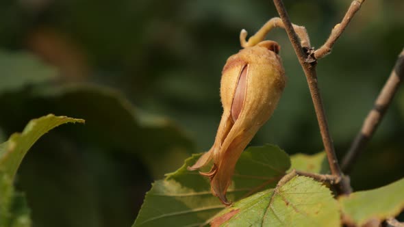 Tasty common hazel fruit  shallow DOF 4K 2160p 30fps UltraHD footage -  Corylus avellana on tree bra