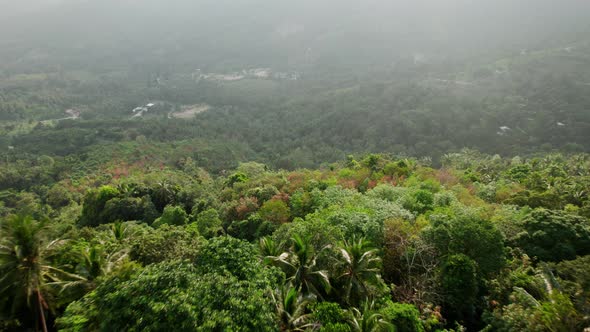 Drone flies over top of trees in a dense tropical forest in Thailand, natural landscape