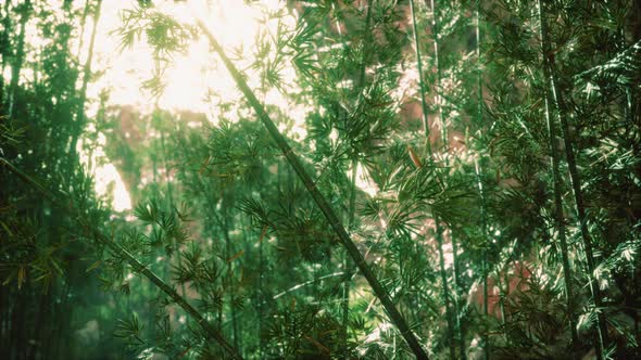 Bamboo Forest with Sunny in Morning