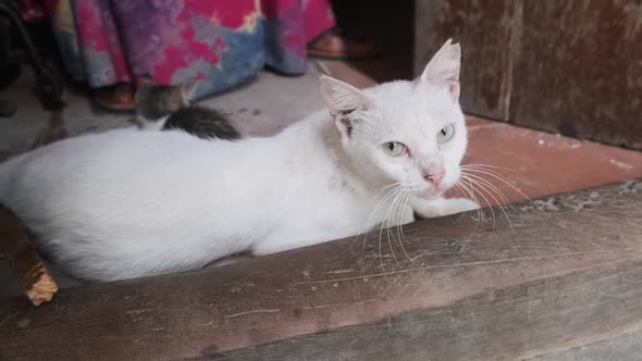 Wild Stray Nursing Mother Cat and Kitten on a Dirty Street in Africa Zanzibar