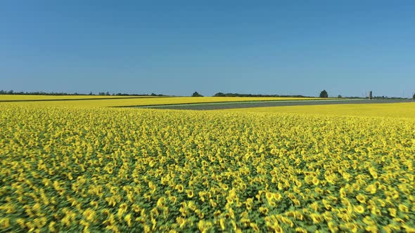 Aerial moving forward, agricultural field of sunflowers on a sunny day