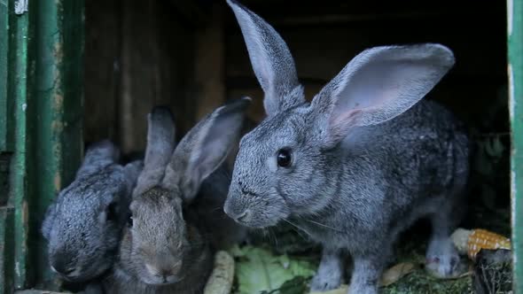 A group of white rabbits eating food on the farm, many rabbits