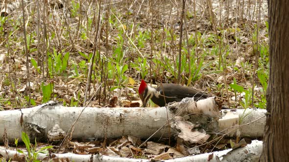 Pileated woodpecker drilling fallen tree wood at a forest, static shot