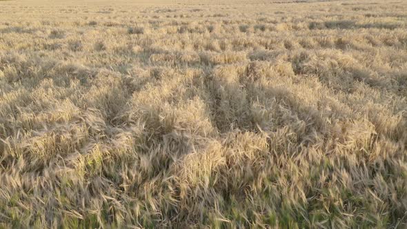 Wheat Spikelets On The Field