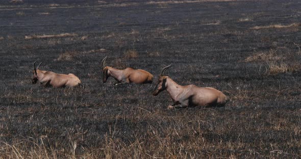 Topi, damaliscus korrigum, Savannah Fire, Masai Mara Park Kenya, Real Time 4K