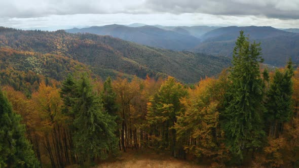 Golden Autumn Drone View of Forest Landscape with Yellow Trees From Above