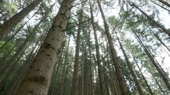 Summer Sun Illuminate Tree Trunks in the Woods