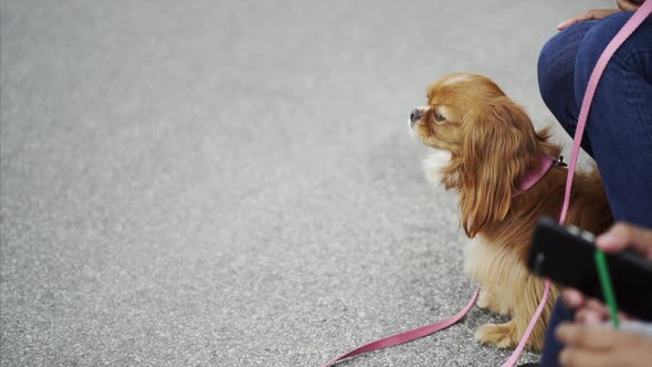 Dog Sitting on a Leash on the Street