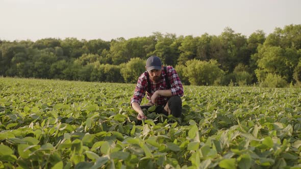 Farmer Carefully Looks on His Crops