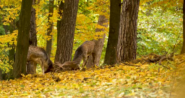 Two European Fallow Deer (Dama dama) are Fighting in Autumn Forest