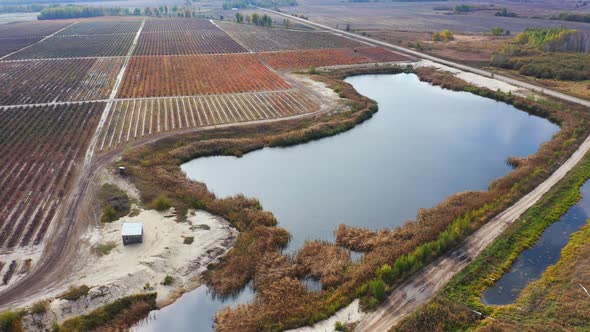 Flying Over Blueberry Fields with Irrigation Pond. Blueberry Plantation. Aerial Footage