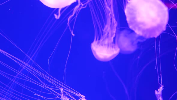 Shiny Vibrant Fluorescent Jellyfish Glow Underwater, Dark Neon Dynamic Pulsating Ultraviolet Blurred