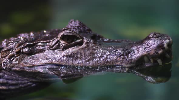 Close Up of Crocodile in Water