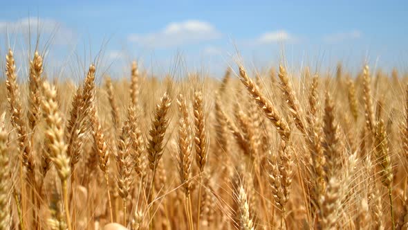 Wheat Ears on Field Under Blue Sky