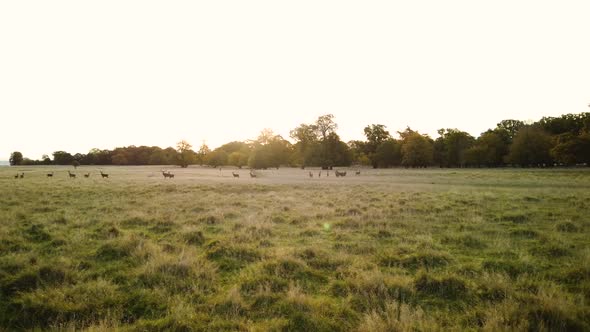 Sunrise Over Meadow At Dyrehaven, Klampenborg, Copenhagen Denmark, Stock Footage 4 