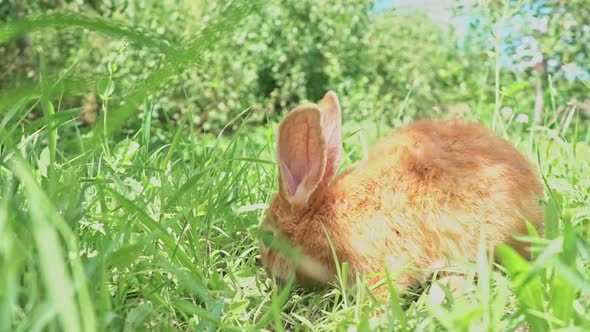 Cute Adorable Red Fluffy Rabbit Sitting on the Green Grass Lawn in the Backyard