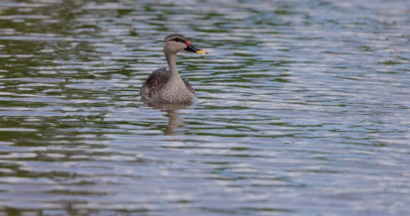 Slow motion shot of spot billed duck i water swimming and shaking its head