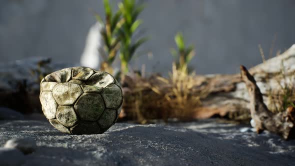 An Old Torn Soccer Ball Thrown Lies on Sand of Sea Beach