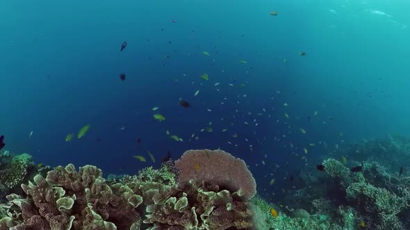 The Underwater World of a Coral Reef