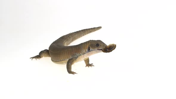 Sudan Plated Lizard - Gerrhosaurus Major on White Background