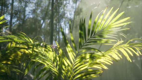 Bright Light Shining Through the Humid Misty Fog and Jungle Leaves