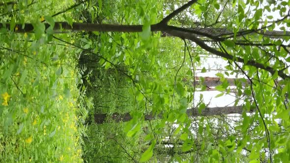 Vertical Video of a Forest with Pine Trees