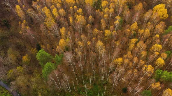 Deciduous Forest, Top View. Crowns of Trees with Yellow Foliage. Flight Over the Autumn Forest.