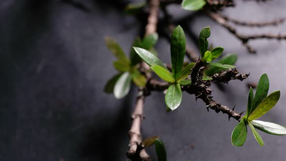 Green Plants And Trees