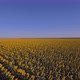 Vast Field Of Sunflowers - VideoHive Item for Sale