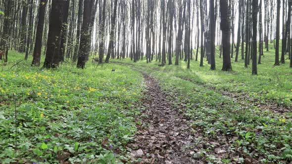 spring flowers in the forest with sunlight