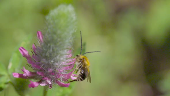 Bee on the flower 