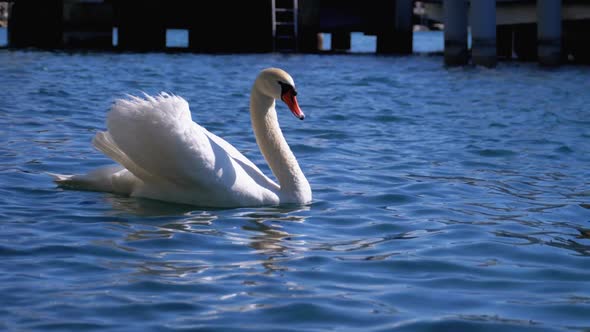 Huge White Swan Swims in a Clear Mountain Lake with Crystal Clear Blue Water. Switzerland
