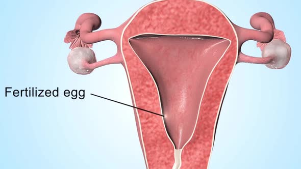 Fertilization happens when a sperm cell successfully meets an egg cell in the fallopian tube.