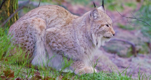 Two European Lynx Cats Rests in the Forest