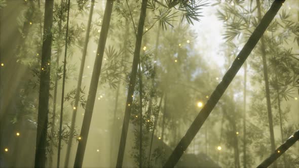 Asian Bamboo Forest with Morning Fog Weather