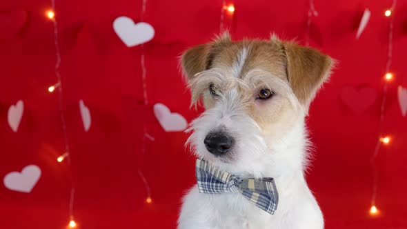 Portrait of a dog of breed Jack Russell Terrier with a bow tie around his neck